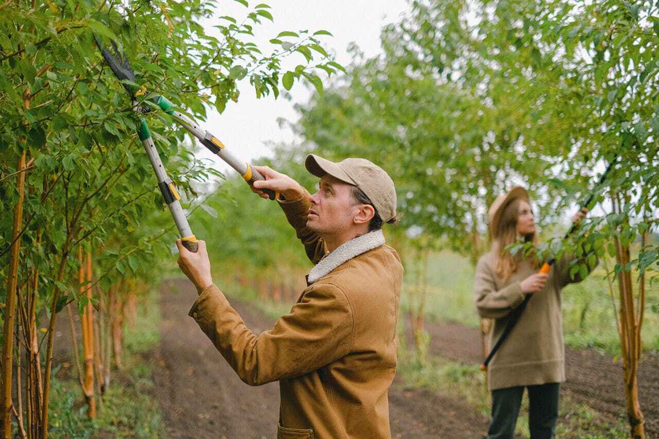 Best Emergency Tree Service  in Waseca, MN